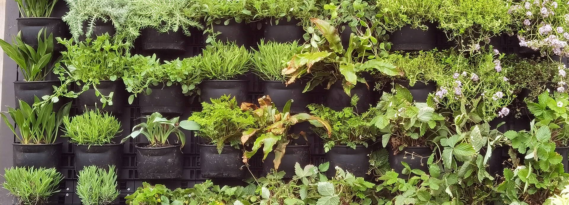 Vertikalbegr&uuml;nung in Eppingen