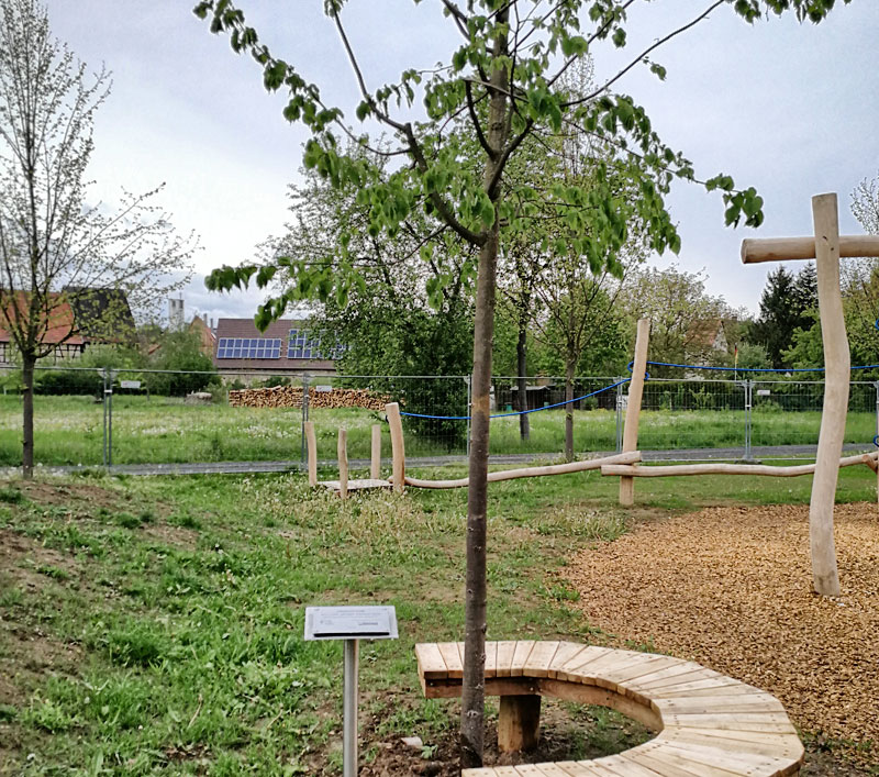 Spende einer Linde zur 1250-Jahr-Feier in Richen