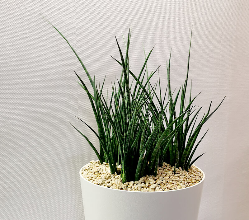 Beratung & Planung für Pflanzen im B&uuml;ro