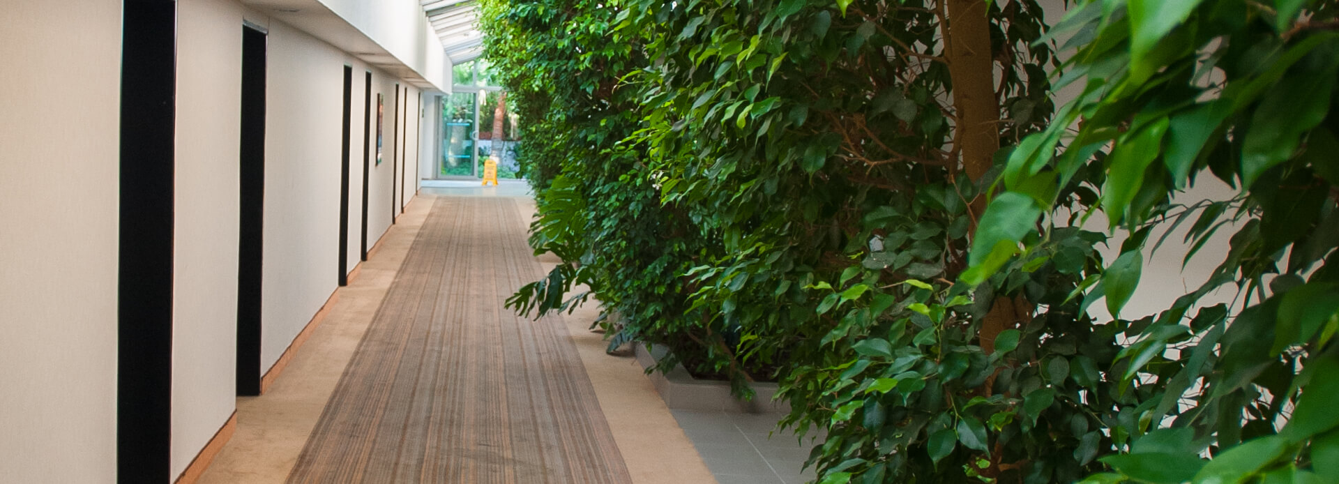 Pflanzenpflege im Innenraum