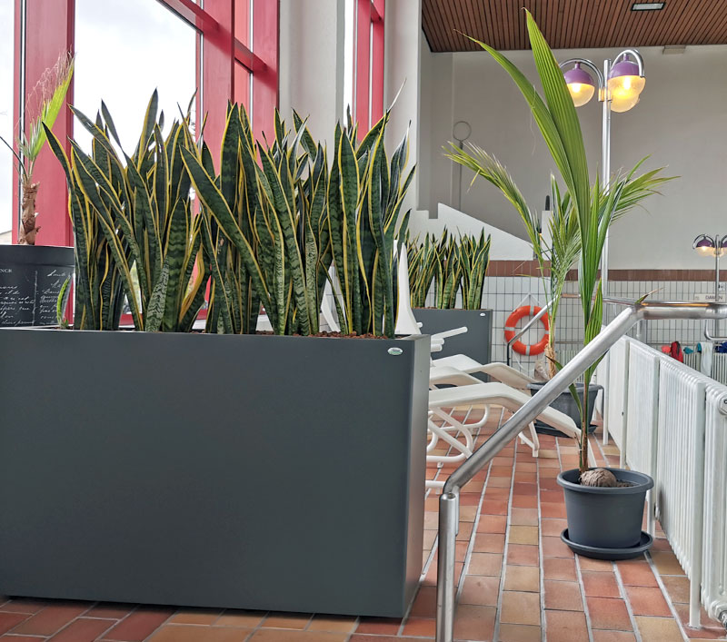 Innenraumbegrünung Pflege